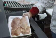 Los precios de los pollos estadounidenses caen 18% desde el pico de verano