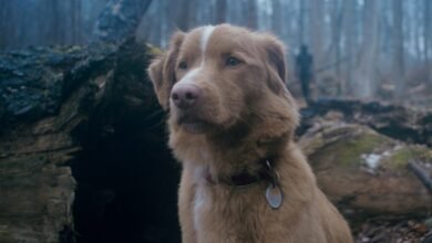 ‘Good Boy’ se inclina una casa fantasmal cerca de una punta de perro