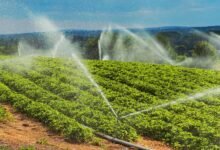 Instacrops demostrará su IA que ahorra agua y que aumenta el cultivo en TechCrunch Disrupt 2025