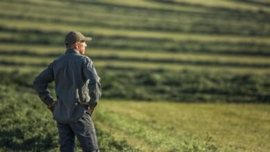 Farm Bankrupcies es más alto en medio de los bajos precios de los cultivos, mientras que Trump considera que ha recibido $ 14 mil millones.