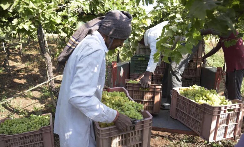 Maharashtra: Las fuertes lluvias afectaron en un 40% la producción de uva de Nashik Maharashtra: Las fuertes lluvias afectaron en un 40% la producción de uva de Nashik