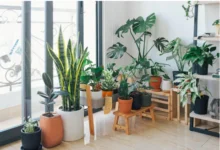 ¿Cómo elige el conjunto de plantas adecuado para su hogar?
