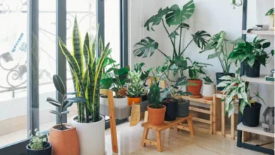 ¿Cómo elige el conjunto de plantas adecuado para su hogar?