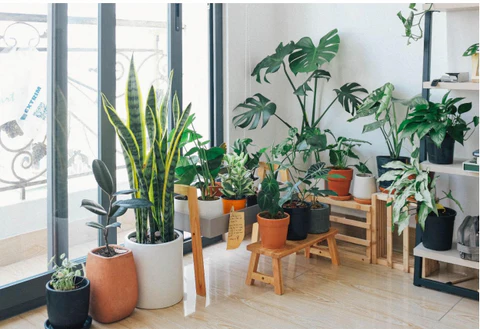 ¿Cómo elige el conjunto de plantas adecuado para su hogar?
