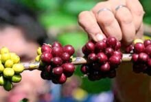 El valor de exportación de café H1 de la India aumentó un 15% a $ 1.05 mil millones