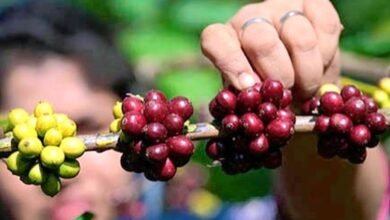 El valor de exportación de café H1 de la India aumentó un 15% a $ 1.05 mil millones