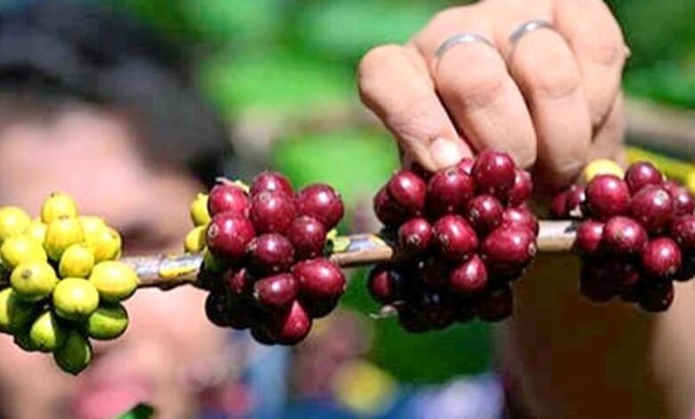 El valor de exportación de café H1 de la India aumentó un 15% a $ 1.05 mil millones