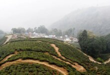 Inundaciones y deslizamientos de tierra de Darjeeling: cosecha de otoño premium totalmente lavada, el suministro de té sigue siendo una gran preocupación