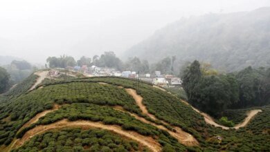 Inundaciones y deslizamientos de tierra de Darjeeling: cosecha de otoño premium totalmente lavada, el suministro de té sigue siendo una gran preocupación