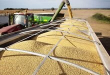 La cosecha de soja comienza con los agricultores en ‘lucha para sobrevivir’