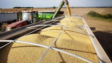 La cosecha de soja comienza con los agricultores en ‘lucha para sobrevivir’