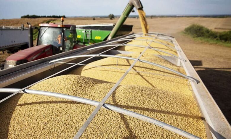 La cosecha de soja comienza con los agricultores en ‘lucha para sobrevivir’