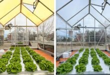 El nuevo vidrio solar aumentó casi el 40% de la productividad de la lechuga.