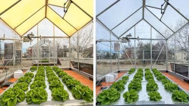 El nuevo vidrio solar aumentó casi el 40% de la productividad de la lechuga.