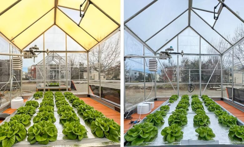 El nuevo vidrio solar aumentó casi el 40% de la productividad de la lechuga.
