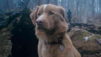 Cómo el director de Good Boy creó una película de terror en torno a la historia de su propio perro detrás de ella