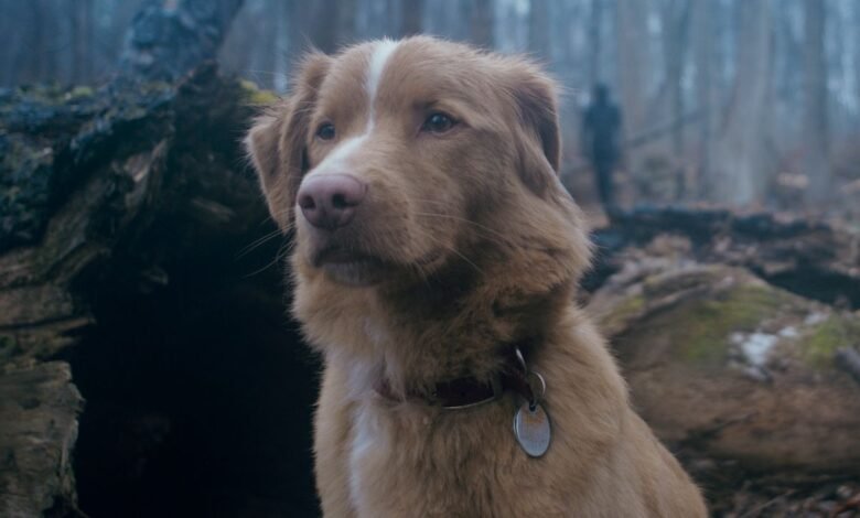 Cómo el director de Good Boy creó una película de terror en torno a la historia de su propio perro detrás de ella