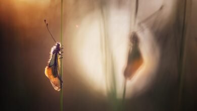 El Fotógrafo de primer plano del año celebra las pequeñas maravillas y los detalles sutiles, a gran escala. El Fotógrafo de primer plano del año celebra las pequeñas maravillas y los detalles sutiles, a gran escala.