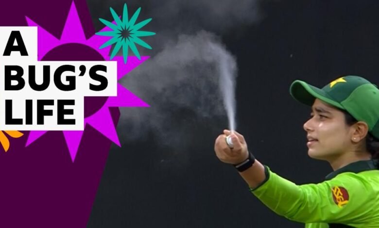Copa Mundial de Crick Femenino: Fly interrumpe los partidos entre India y Pakistán
