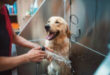 PetsZone: establecer nuevos estándares en el cuidado de las mascotas