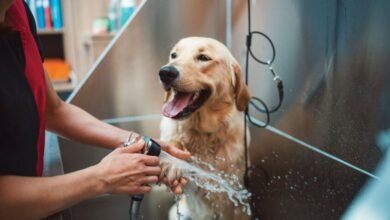PetsZone: establecer nuevos estándares en el cuidado de las mascotas