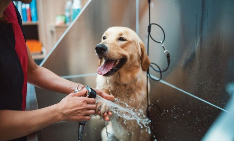 PetsZone: establecer nuevos estándares en el cuidado de las mascotas