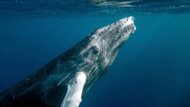 ¿Qué significaría si pudiéramos “hablar” con las ballenas?