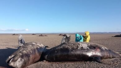 Científicos desconcertados cuando 26 orcas aparecen muertas en un misterioso varamiento masivo