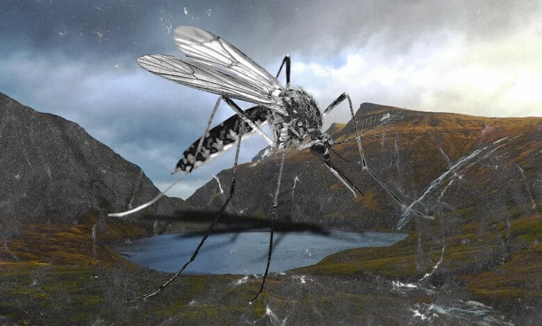 Se acaban de encontrar mosquitos por primera vez en Islandia. Es más alarmante de lo que parece. Se acaban de encontrar mosquitos por primera vez en Islandia. Es más alarmante de lo que parece.