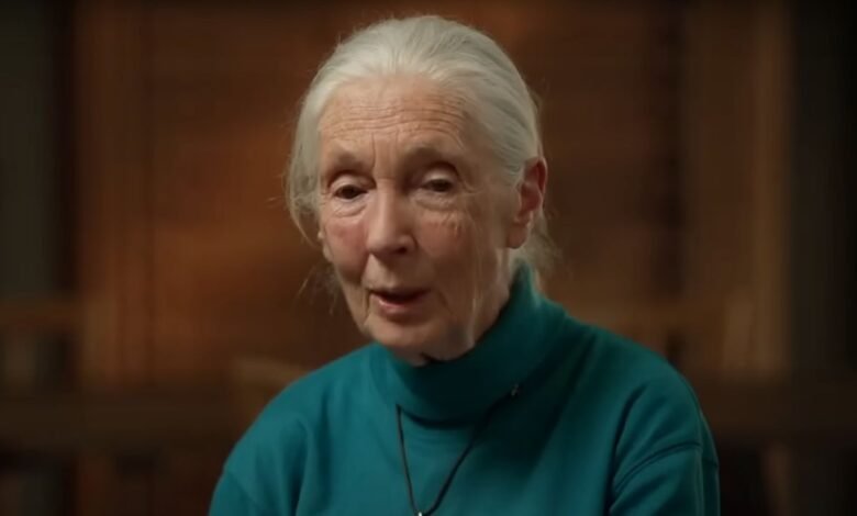 ‘Eres mi héroe:’ Ris Wisperson, Leonardo DiCaprio y Jane Goodall para dar más respeto después de su muerte