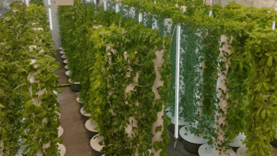 5 razones por las que escalar torres agrícolas verticales es más difícil de lo que parece