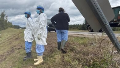 La fuga de los monos da una idea del secreto mundo de la investigación con animales La fuga de los monos da una idea del secreto mundo de la investigación con animales