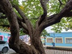 Coquitos de la Iglesia Galatlaco en Oaxaca, México