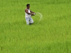 Rallis se asocia con Paryan para desarrollar tecnología de arroz tolerante a herbicidas