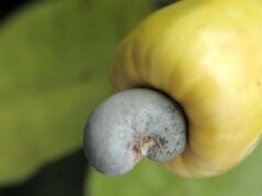 El consumo de anacardos procesados se ha duplicado en dos décadas. cuerpo indio dijo