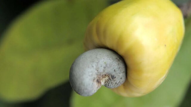Cashew_1.jpg