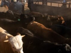 Si cree que la carne de vacuno es cara ahora, espere hasta el próximo año, cuando los precios podrían dispararse casi un 60%.