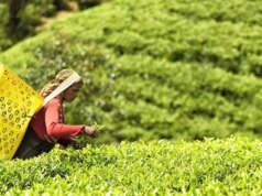 Los precios del té siguen firmes en la subasta de Kochi