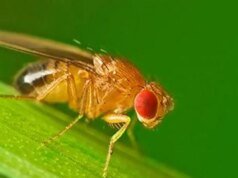 Tropical Agro lanza formulación patentada para combatir las principales plagas chupadoras