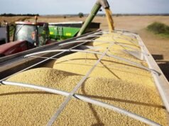 Las compras chinas de soja estadounidense se estancan a pesar de la tregua comercial