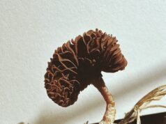 Ying Ang se centra en la carne inferior de los hongos en ‘Fruiting Bodies’ – enorme