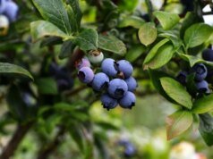 India muestra signos de aumentar las importaciones de arándanos, según RaboResearch