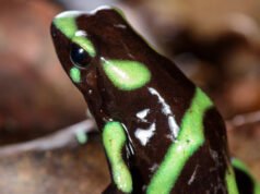 El aposematismo y la belleza de la conciencia.
