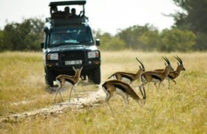 Choice Hotels se une a la fiesta del safari