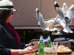 Es más probable que las gaviotas te dejen en paz si les gritas, dicen los investigadores