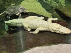 Muere Claude, el querido caimán albino de San Francisco, a los 30 años