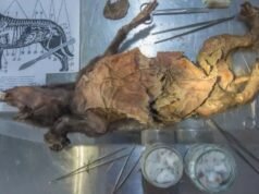 El misterio que rodea la extinción del rinoceronte peludo se RESUELVE después de que se encontraron restos de una criatura condenada en un lugar MUY oscuro