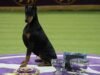 Un Doberman pinscher llamado Penny ganó el premio al mejor espectáculo en Westminster