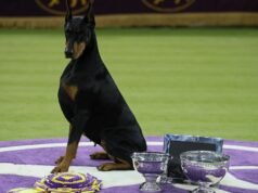 Un Doberman pinscher llamado Penny ganó el premio al mejor espectáculo en Westminster
