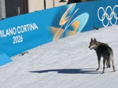 Wolfdog celebra su logro al cruzar la línea de meta en los Juegos Olímpicos de Invierno